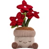 Poinsettia Plant